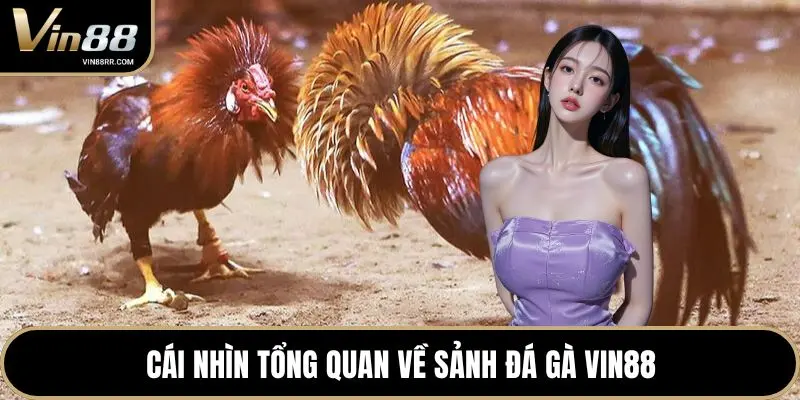 Cái nhìn tổng quan về sảnh đá gà VIN88