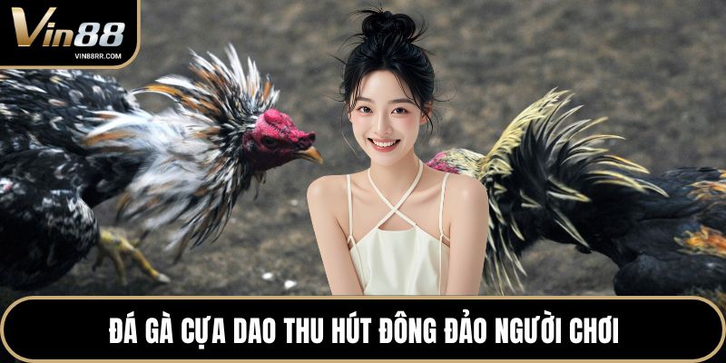 Đá gà cựa gao thu hút đông đảo người chơi
